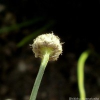 Eriocaulon thwaitesii Körn.